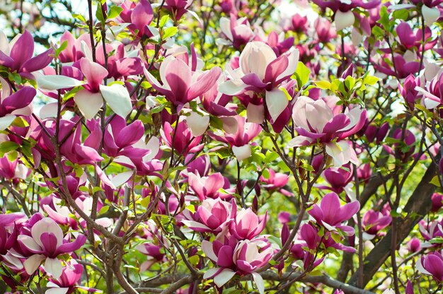 Magnolia flowers