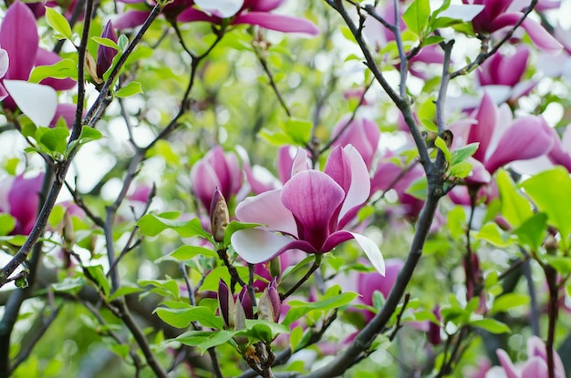 Magnolia flowers