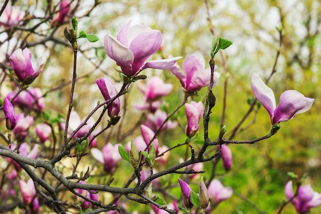 Magnolia flowers