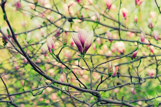 Magnolia flowers