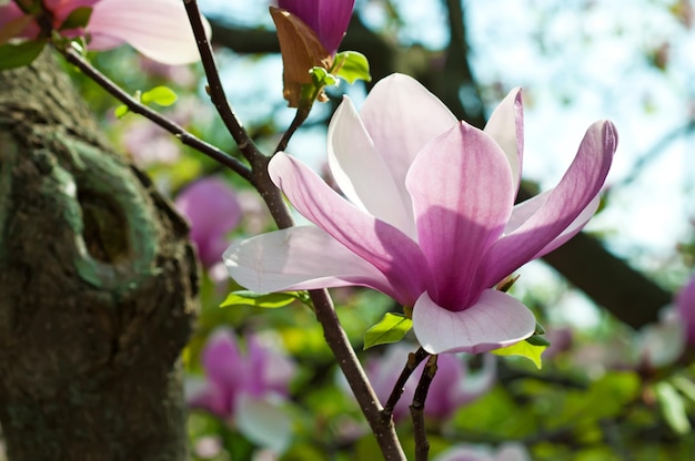 Magnolia flowers