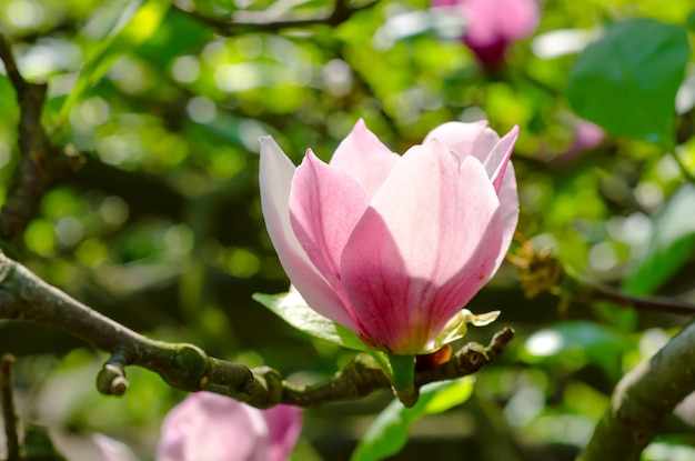 Magnolia flowers