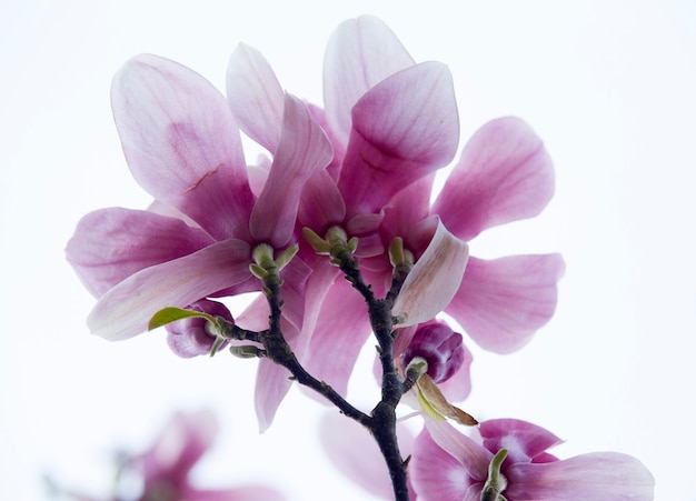 Magnolia pink flowers. Close up picture. White background