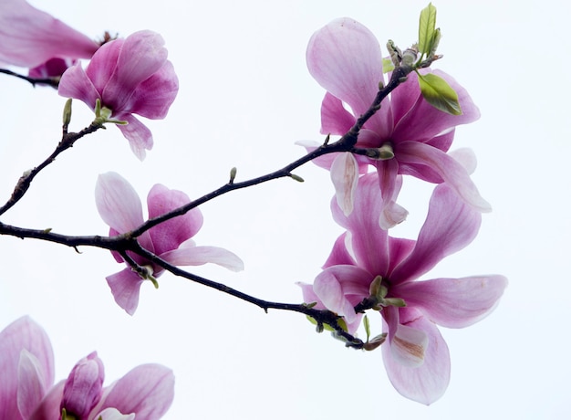 Magnolia pink flowers