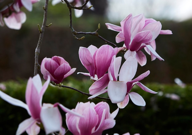 Magnolia pink and white flowers. Close up. Blurred dark background