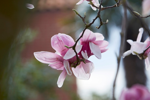 Magnolia purple flowers. Close up picture. Blurred background