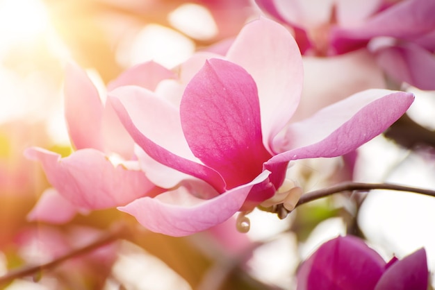 Magnolia spring flowers