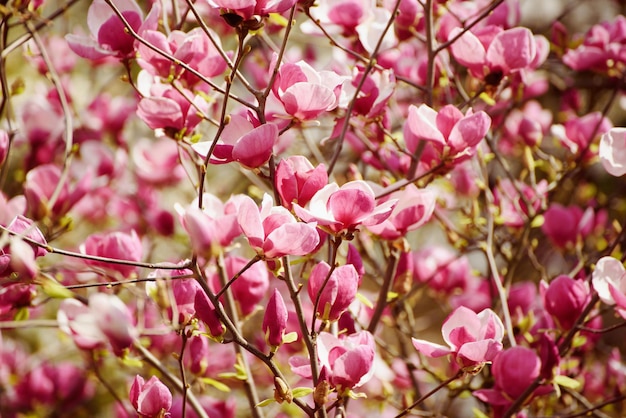 Magnolia spring flowers