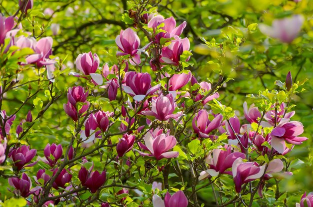 Magnolia spring flowers