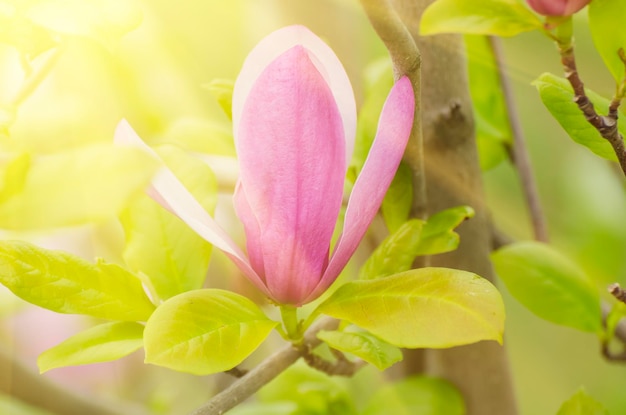 Magnolia spring flowers