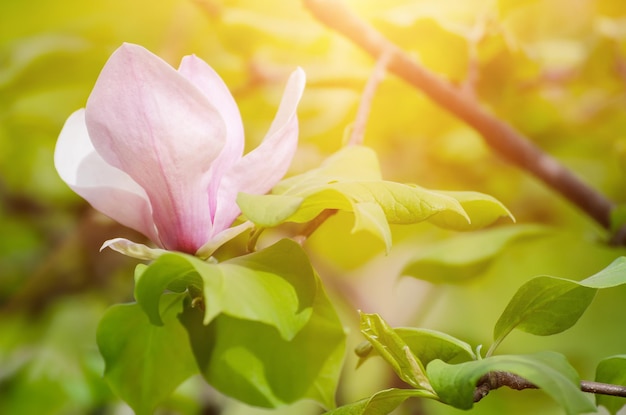 Magnolia spring flowers