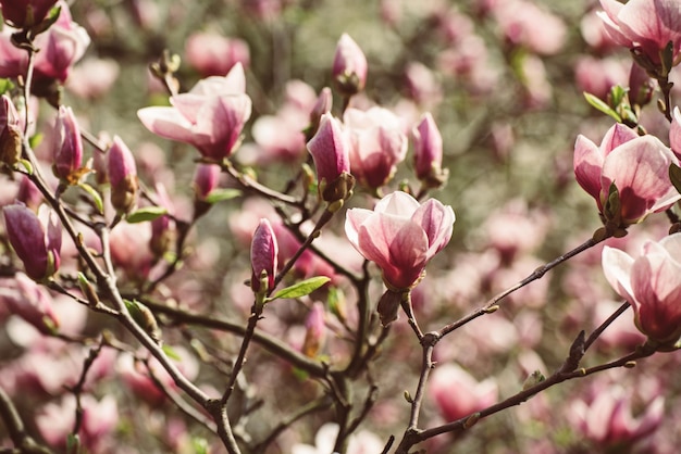 Magnolia spring flowers