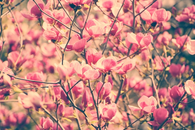 Magnolia spring flowers