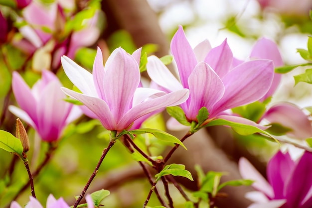 Magnolia spring flowers