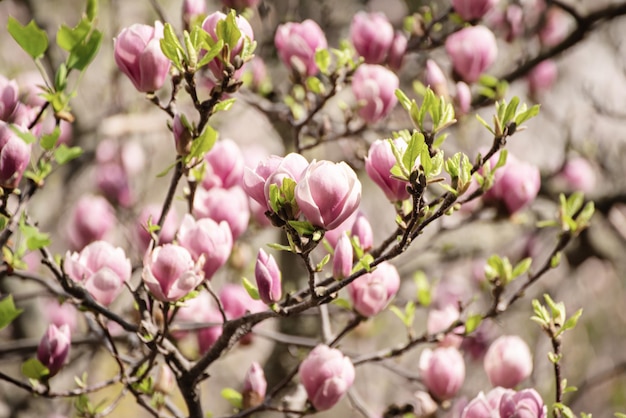 Magnolia spring flowers