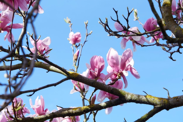 Magnolia tree in bloom