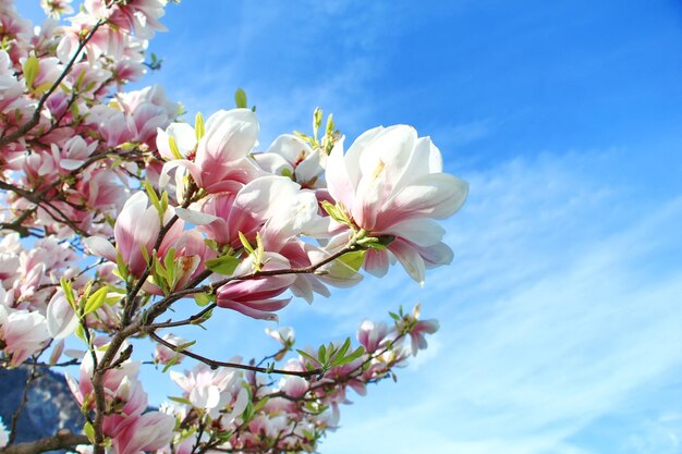 Magnolia tree blossom and blue sky in spring and summer time. 