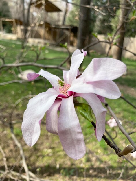 magnolia tree blossom in springtime close up