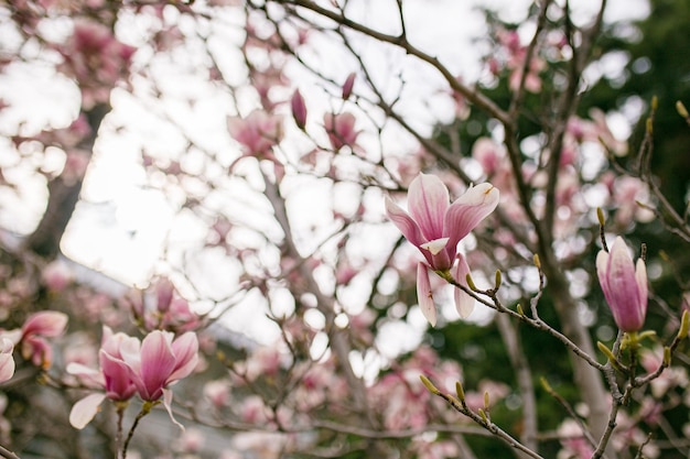 Magnolia tree blossom in springtime Perfect Spring Concept Background