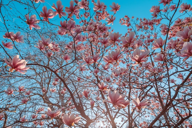 Magnolia tree blossom in springtime. Tender pink flowers bathing in sunlight. warm april weather