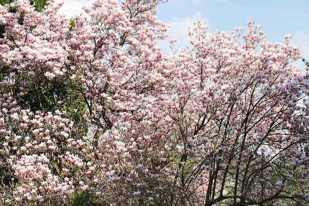 Magnolia tree blossom in springtime tender pink flowers bathing in sunlight warm may weather Blooming magnolia tree in spring internet springtime banner Spring floral background