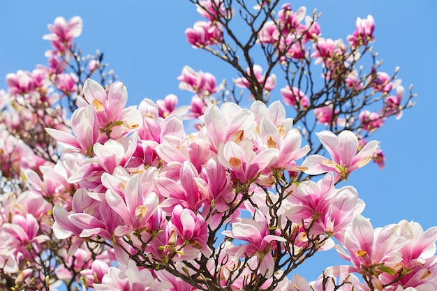 Magnolia tree blossom in springtime tender pink flowers bathing in sunlight warm may weather Blooming magnolia tree in spring internet springtime banner Spring floral background