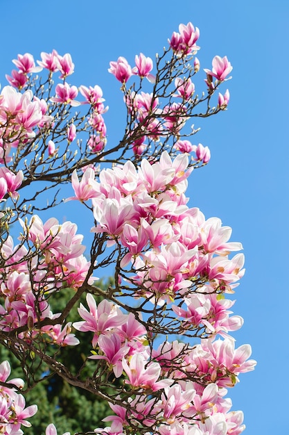 Magnolia tree blossom in springtime tender pink flowers bathing in sunlight warm may weather Blooming magnolia tree in spring internet springtime banner Spring floral background