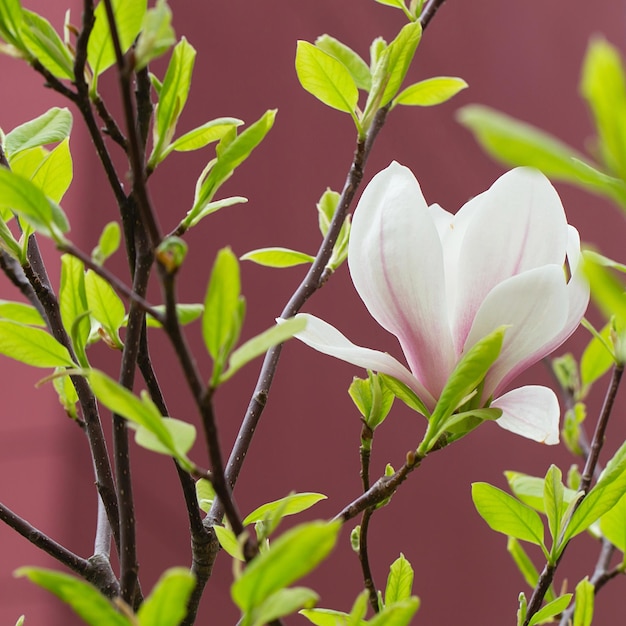 Magnolia tree blossom in springtime tender pink flowers bathing in sunlight warm may weather Blooming magnolia tree in spring internet springtime banner Spring floral background