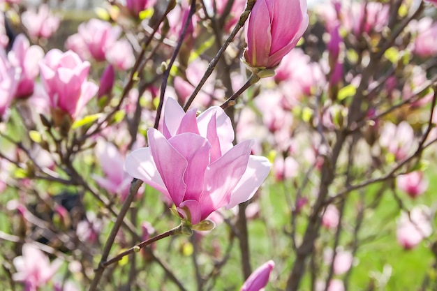 Magnolia tree blossom in springtime