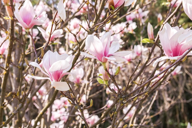 Magnolia tree blossom in springtime