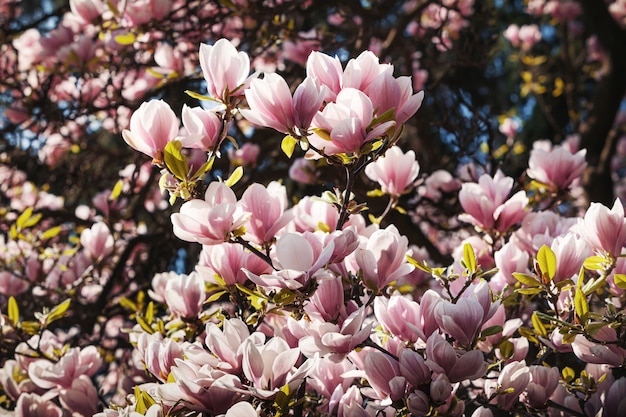 Magnolia tree blossom