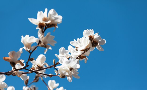 Magnolia tree blossom