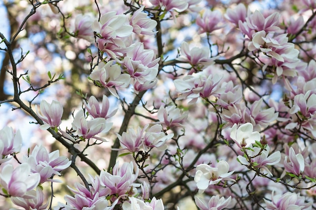 Magnolia tree branch flowers on blurred background Close up selective focus