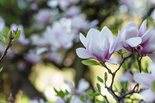 Magnolia tree branch flowers on blurred background Closeup selective focus