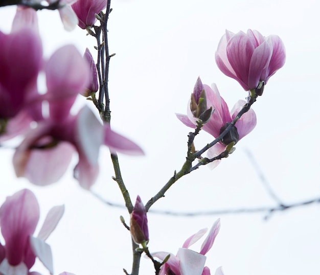 Magnolia tree branch with flowers