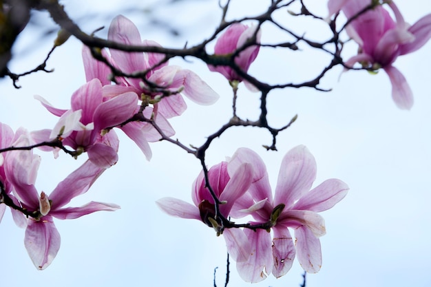 Magnolia tree branches with flowers