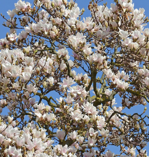 Photo a magnolia tree with a blue sky behind it.