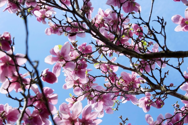 Magnolia tree with a branch full of white and pink flowers