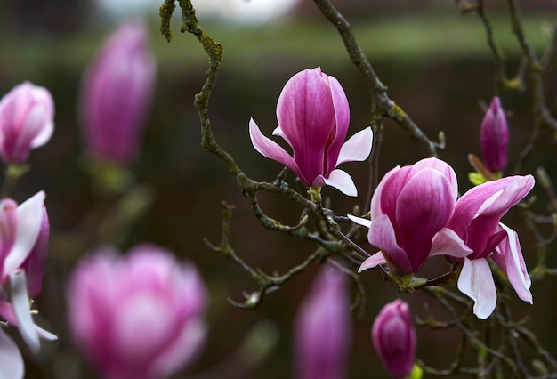 Magnolia tree with purple flowers