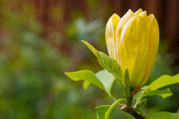 Magnolia yellow flowers in a spring garden natural seasonal floral background with copyspace