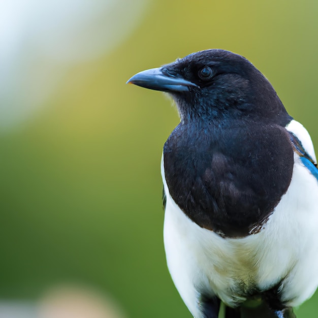 Magpie bird, bokeh background premium photo