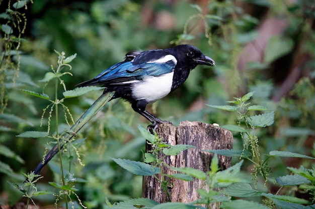 Magpie foraging for food in the woods