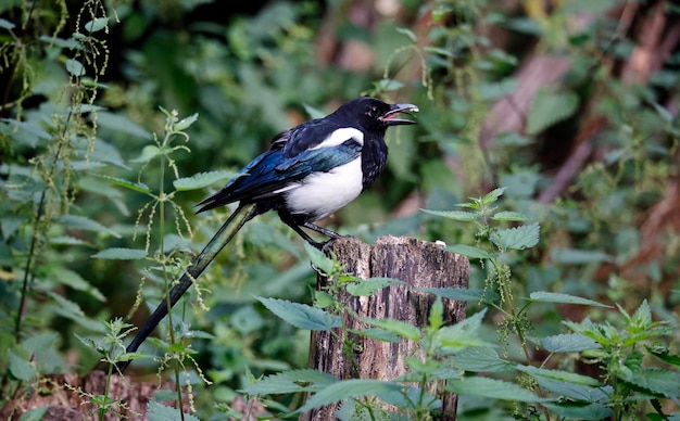 Magpie foraging for food in the woods