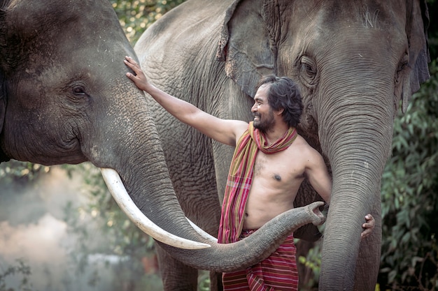 The mahout is playing with elephants happily. After work