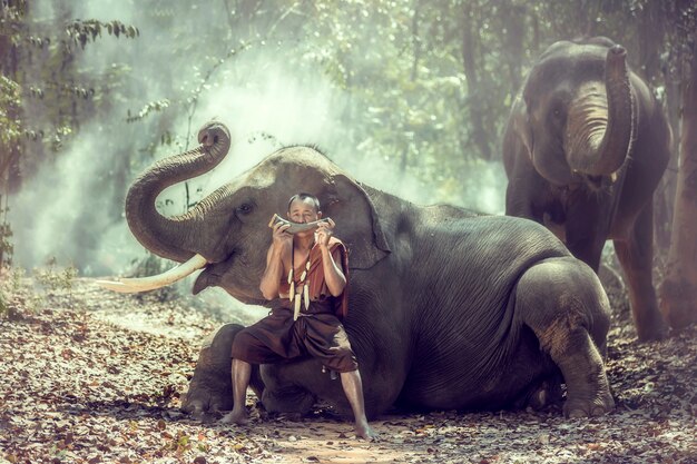 Mahout  sitting with an elephant and blowing horns in a forest  ,Surin,Thailand.