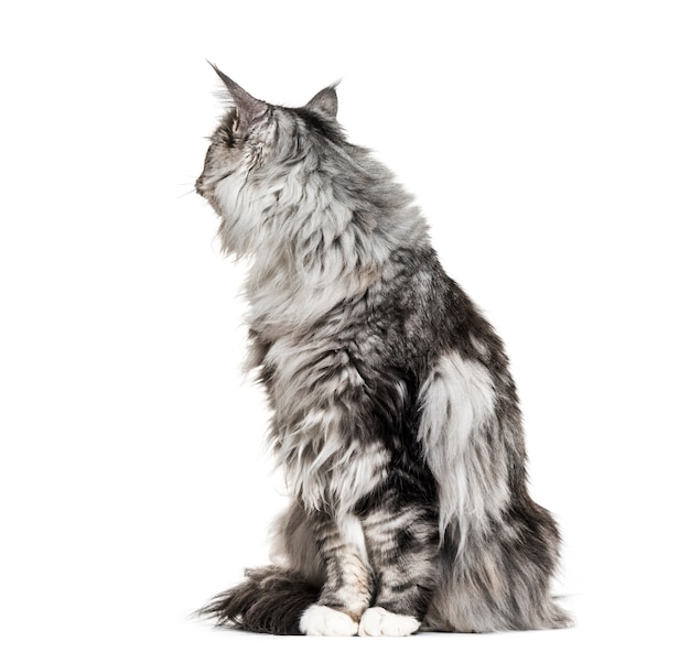 Main coon cat sitting, looking back, isolated on white