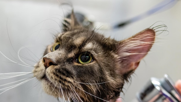 Maine Coon cat bathing with shower at grooming salon by professional groomer