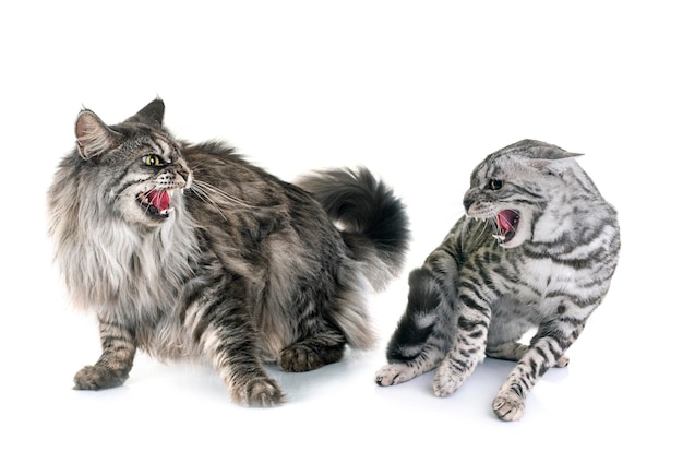 Maine coon cat and bengal cat