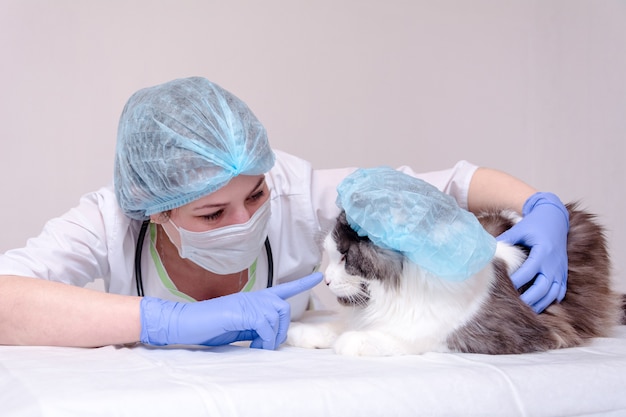 Maine coon cat in a blue cap on table a veterinarian closeup touches the cats nose