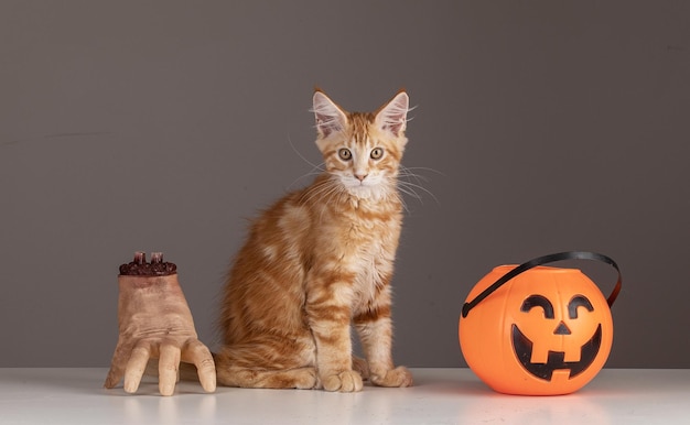 Maine Coon cat on Halloween with a hand and a plastic pumpkin